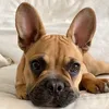 buzz.thefrenchbulldog