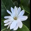 williamraiatea987