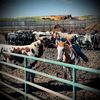 wrangler_girl98