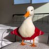 duckisdeadd