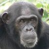 monke_official_