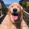 staygolden_woof