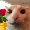 conlonnokeuumpo