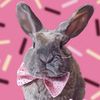Pierre 🐰