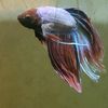 finnickthebetta