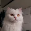 catnamedoliver