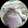 blossom_catpot