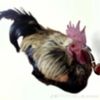 ebernite