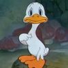 theduckofmanythings