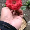 adisakariadi