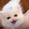 isa_isa11_