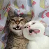 ffghhhggggcccccccv