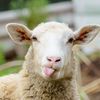 sheep_6t6