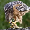hawks_1333