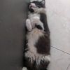 nntwil
