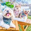 magical.pups