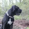 canecorso_girls_sweden