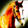 atciliq_kurslari_hors