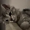 lxnomeow