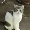 pessi_coca