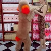 bichonpoodle_2808