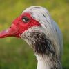 goosesgetgot