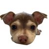 the_notorious_dog