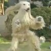 wolpertingle