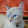 azizazaz123