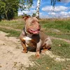 haska.bully