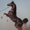 زياد الشمري 🐎