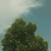 jeykstring