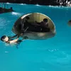 lucas_oaks10
