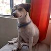 diianiss2