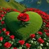 aftabgujjar029