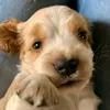 bioinha