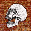 aleatus_