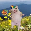 zequinha_bonitao
