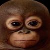 jaylonsgf