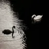 giian_q
