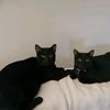 pickleandham