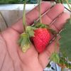 mr_strawberry2021