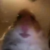 ..karlsock