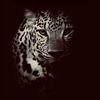 black_jaguar