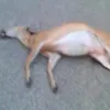 iguamalolxxd