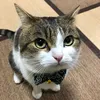 senhormeow