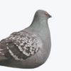 pigeon325