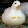 unpatonomas