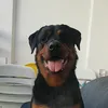 myrottiking