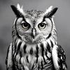 owlnathan